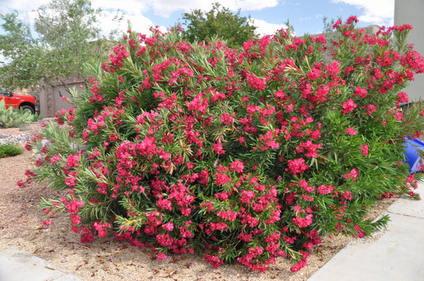 Plantas mediterráneas - Imagen 6