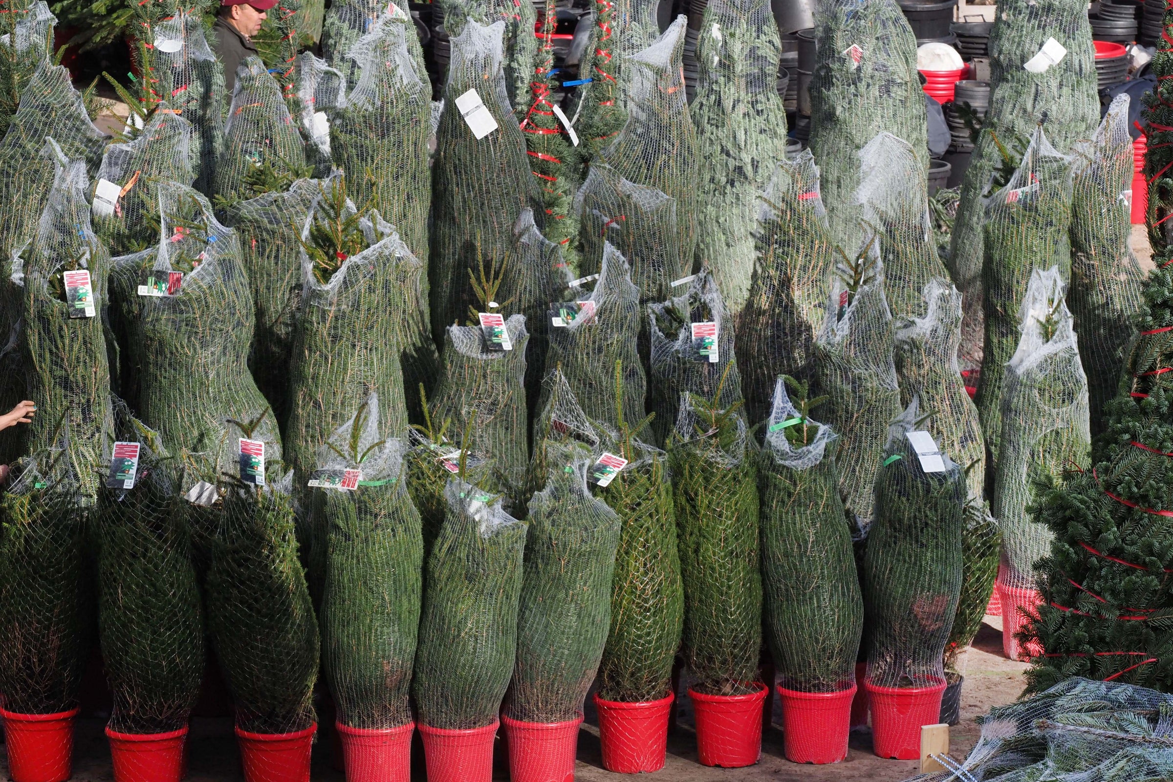 Weihnachtstannen