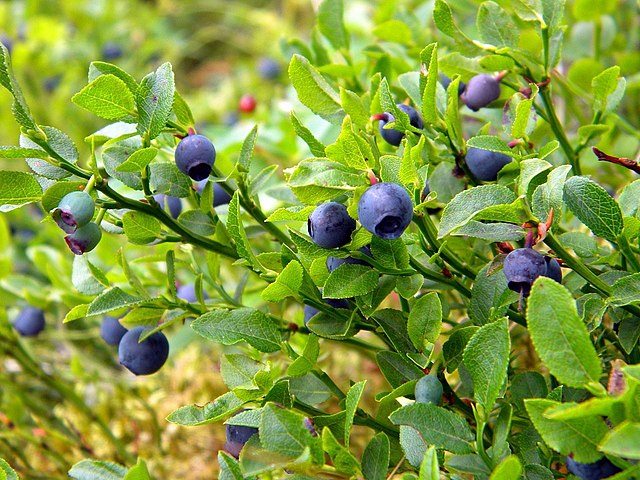 Plantas frutales