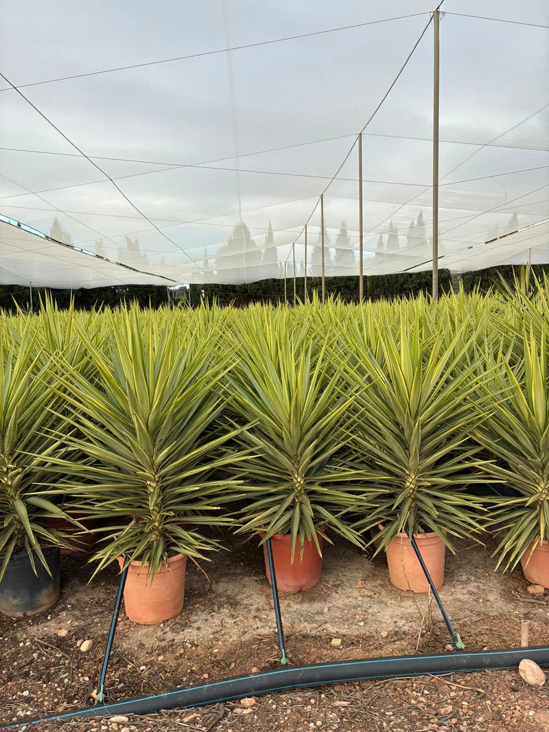 Plantas mediterráneas - Imagen 1