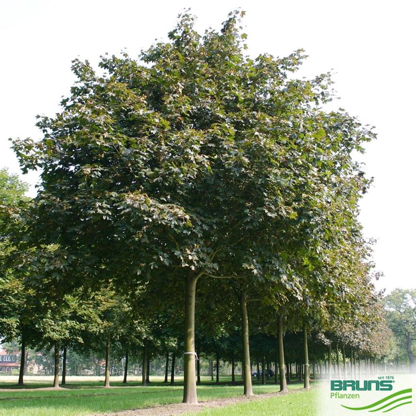 Árboles - Imagen 1