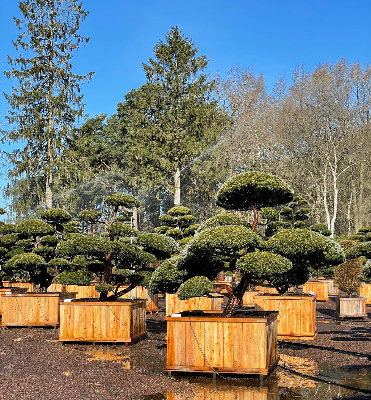Niwakis
