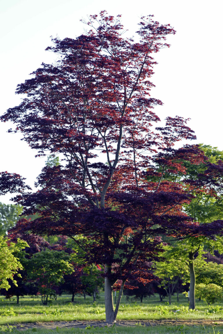 Árboles - Imagen 2