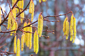Frutales - Imagen 3