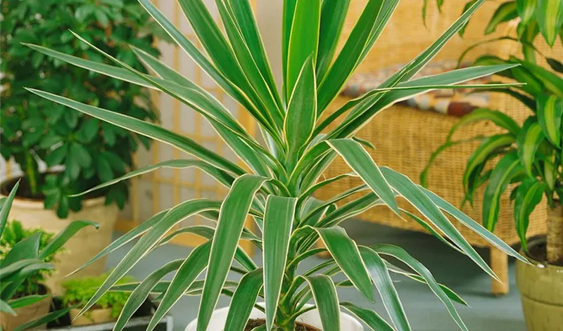 Plantas mediterráneas - Imagen 2