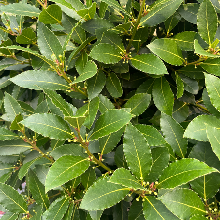 Plantas para vallado