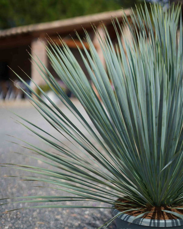 Plantas mediterráneas - Imagen 5