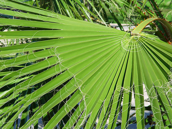 Plantas mediterráneas - Imagen 3