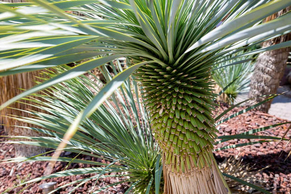 Plantas mediterráneas - Imagen 4